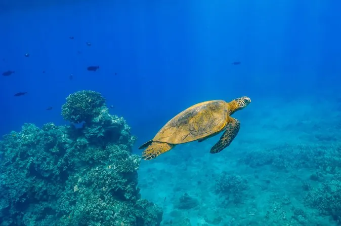 Molokini & Turtle Arches Snorkel with Lunch