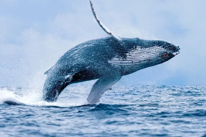 Whale Watching on the Quicksilver from Maalaea