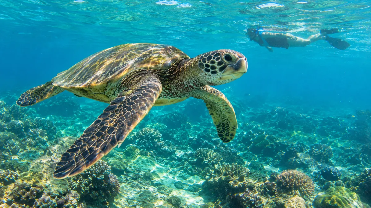 A green sea turtle gliding over a sunlit reef with a snorkeler at the surface behind
