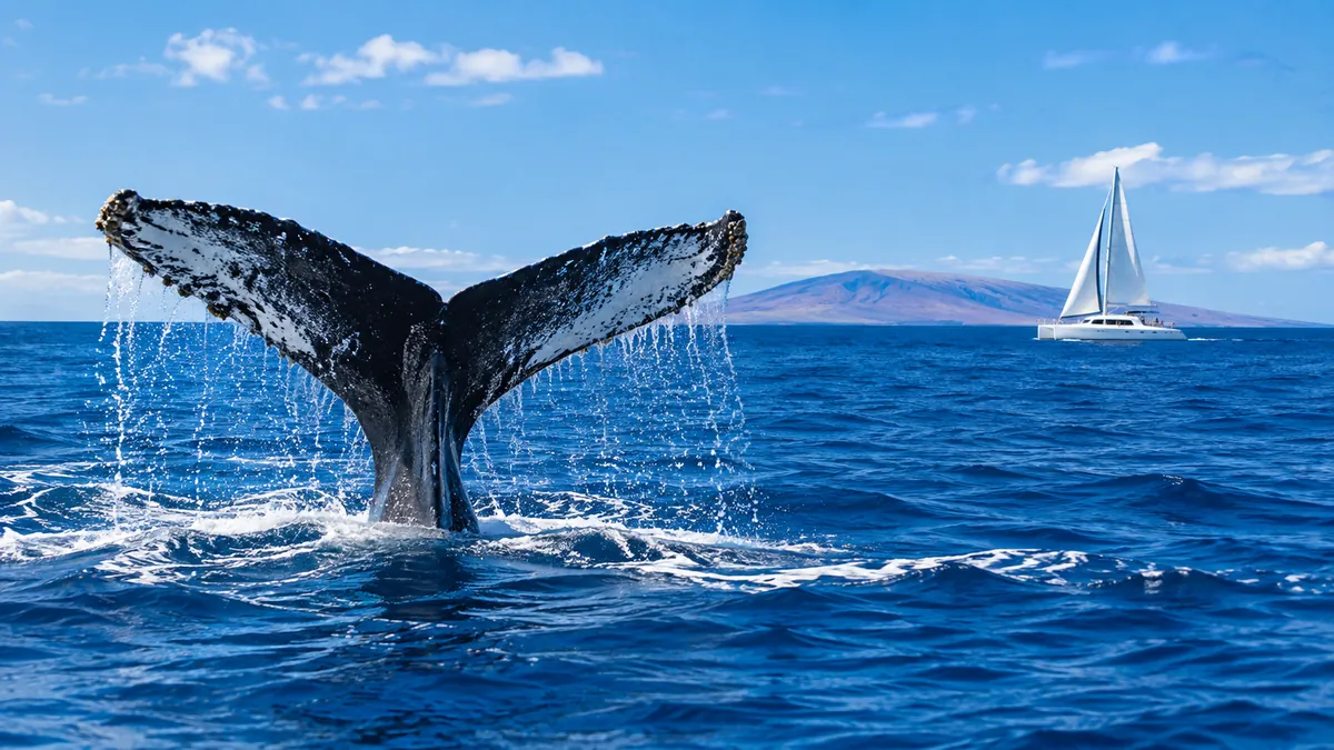 A humpback whale tail rising from deep blue water with a sailing catamaran in the distance